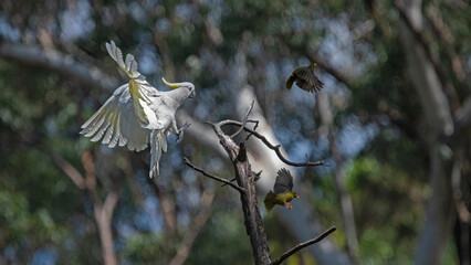 Three birds playing musical chair