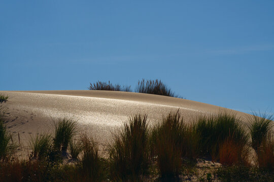 Dunes in the sand, Vendée, France