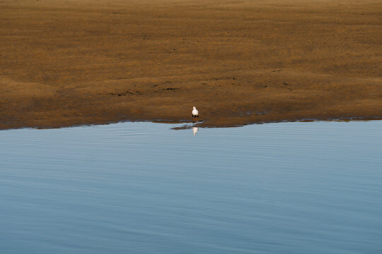 Seagull isolated on the beach