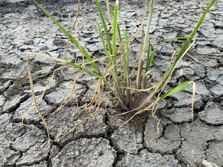 green grass on dry crack soil texture