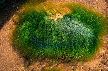 Green background of algae seaweed. Stone with bright seaweed closeup.