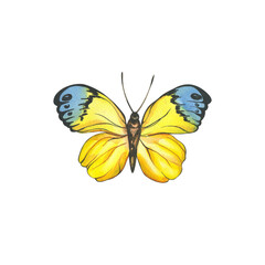 Butterflies. watercolor illustration of multicolored butterflies. insects for invitation and postcard design