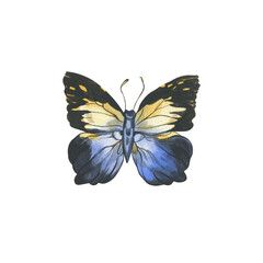 Butterflies. watercolor illustration of multicolored butterflies. insects for invitation and postcard design