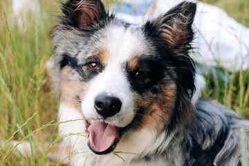 A dog of the Australian Shepherd breed with brown eyes on a walk, close-up.