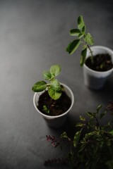 Young Tulsi Thulsi plant growing in a pot, selective focus