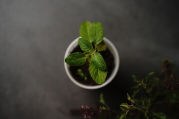 Young Tulsi Thulsi plant growing in a pot, selective focus