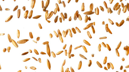 Falling of grain oats close-up, macro shot