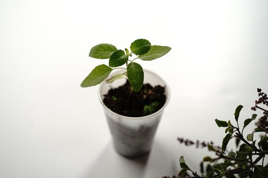 Young Tulsi Thulsi plant growing in a pot, selective focus