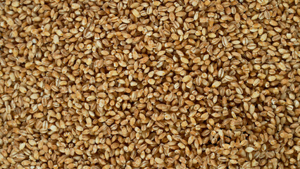 Texture of grain barley close-up, macro shot