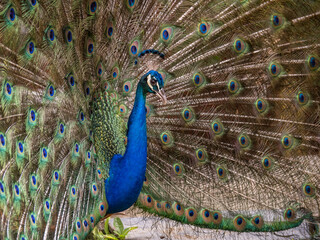 Obraz premium Views around the Caribbean Island of Curacao 