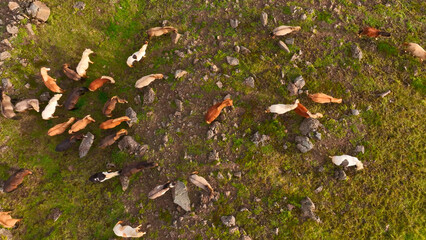 Aerial view of the magnificent Icelandic Horses - wild stallions