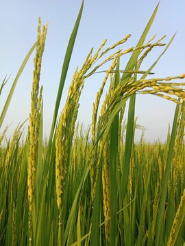 huge field is a combination of paddy trees and paddy, farming, Gujarat, india, ahemdabad,