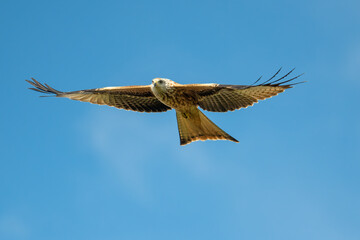 buzzard in flight
