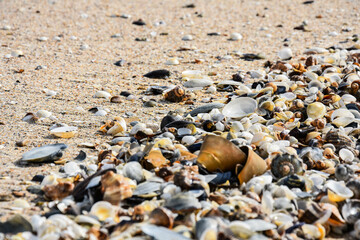 Sea shells