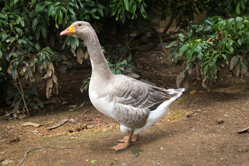 Portrait of a large gray adult goose,Portrait of a curious goose.