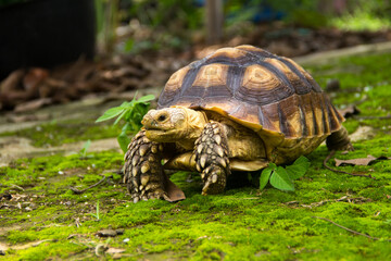 Close up the land turtle in its natural environment. Cute turtle, Sulcata tortoise, African spurred tortoise.