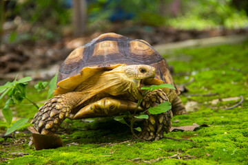 Close up the land turtle in its natural environment. Cute turtle, Sulcata tortoise, African spurred...