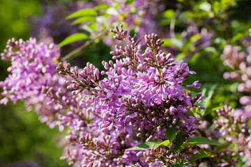 Lilac in the park