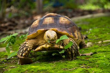 Land turtle in its natural environment. Cute turtle, Sulcata tortoise, African spurred tortoise.