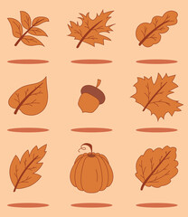 Autumn. Maple leaf, oak, poplar, physalis, acorn, rowan, pumpkin. Autumn theme vector icon set. Colorful autumn falling leaves. Orange brown color.