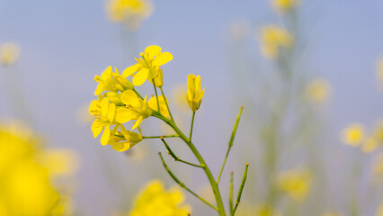 Photo of a mustard flower field with a beautiful yellow background in Bangladesh.