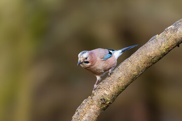 Eurasian Jay, Garrulus Glandarius, perched on top of athick branch.
