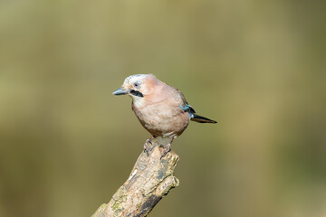 Eurasian Jay, Garrulus Glandarius, perched on top of a log.
