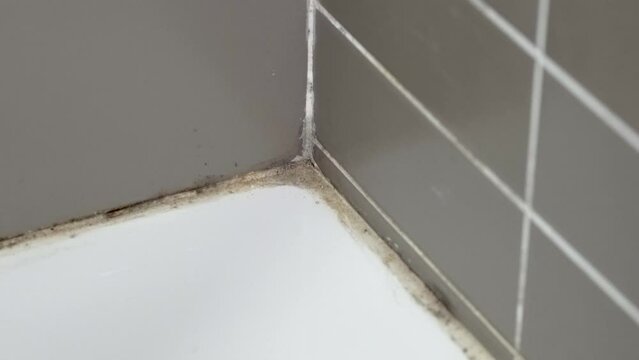 Disgusting home shower bathroom tile sealant with mould and mildew