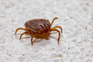 Tick (Ixodidae) in macro photo and has selective focus. Portrait