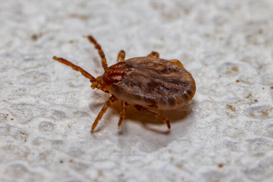 Tick (Ixodidae) in macro photo and has selective focus