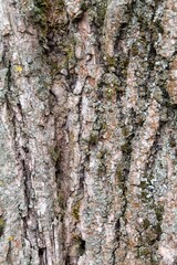 bark of a tree