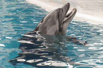 Dolphin in the pool in the Dolphinarium in Crimea.
