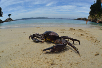 carb and beaches and coves of the  sea