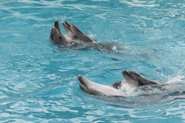 Dancing dolphins in the pool of Dolphinarium in Crimea.