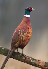 Common pheasant Phasianus colchius Ring-necked pheasant in natural habitat, grassland in early winter	