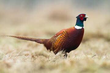 Common pheasant Phasianus colchius Ring-necked pheasant in natural habitat, grassland in early winter	
