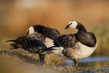 Bird goose - Barnacle geese Branta leucopsis migratory bird resting in Poland Europe, autumn	
