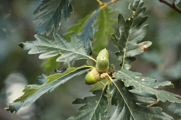 Three green oak nuts on oak tree branch natural and green leafs