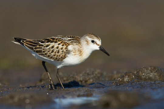 Bird Calidris minuta Little Stint small migratory bird Poland Europe