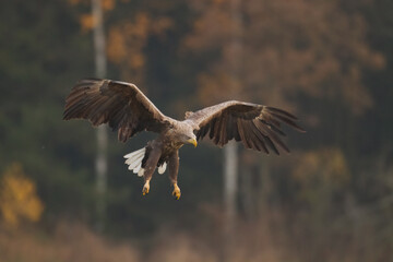 Majestic predator White-tailed eagle, Haliaeetus albicilla in Poland wild nature	