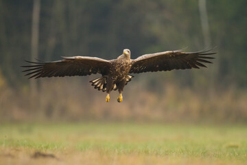 Majestic predator White-tailed eagle, Haliaeetus albicilla in Poland wild nature	