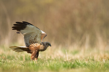 Flying Birds of prey Marsh harrier Circus aeruginosus, hunting time Poland Europe