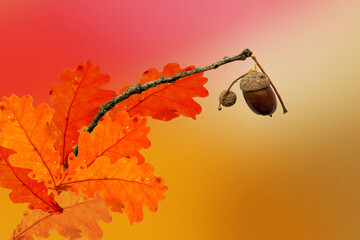 Herbst mit wunderschöne Farbe rot braun gelb gold,mit eichel und ast
