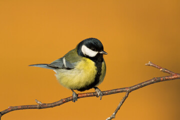 Colorful great tit ( Parus major ) perched on a tree trunk, photographed in horizontal, amazing background