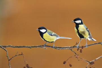 Naklejka premium Colorful great tit ( Parus major ) perched on a tree trunk, photographed in horizontal, amazing background
