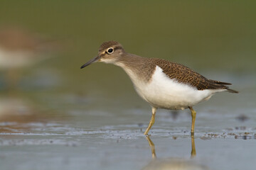 Bird Common Sandpiper Actitis hypoleucos small migratory bird, Poland Europe