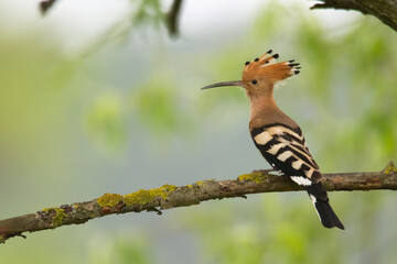 Bird Hoopoe Upupa epops, summer time in Poland Europe bird perched on tree