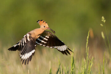 Bird Hoopoe Upupa epops, summer time in Poland Europe flying bird	