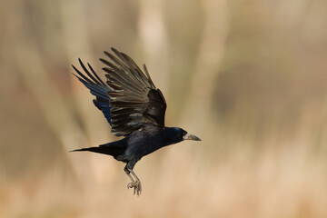 flying Bird Rook corvus frugilegus landing, black bird in winter time, Poland Europe
