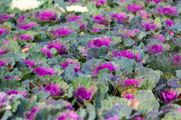 Obraz premium Ornamental decorative cabbage close-up. Flowering plants. Multicolored cabbage field. Natural abstract autumn background